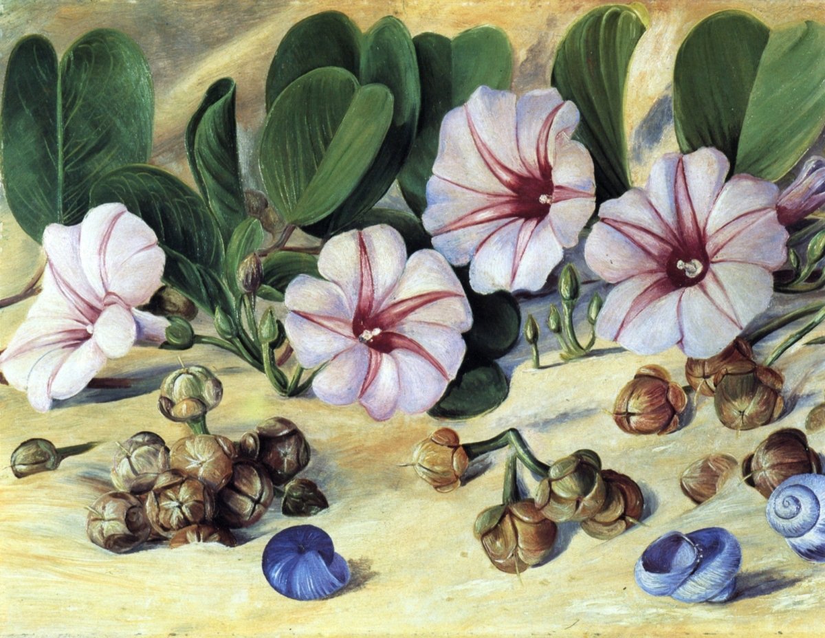 Marianne North Botanical Artwork in the Public Domain | Dimensions 5593 x 4326 pixels