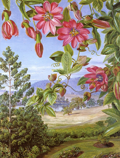 Marianne North Botanical Artwork in the Public Domain | Dimensions 4424 x 5800 pixels