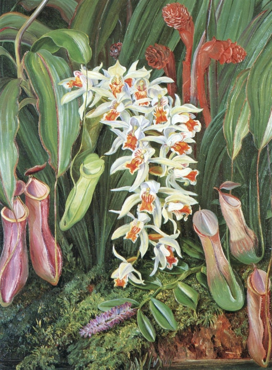 Marianne North Botanical Artwork in the Public Domain | Dimensions 3451 x 4697 pixels