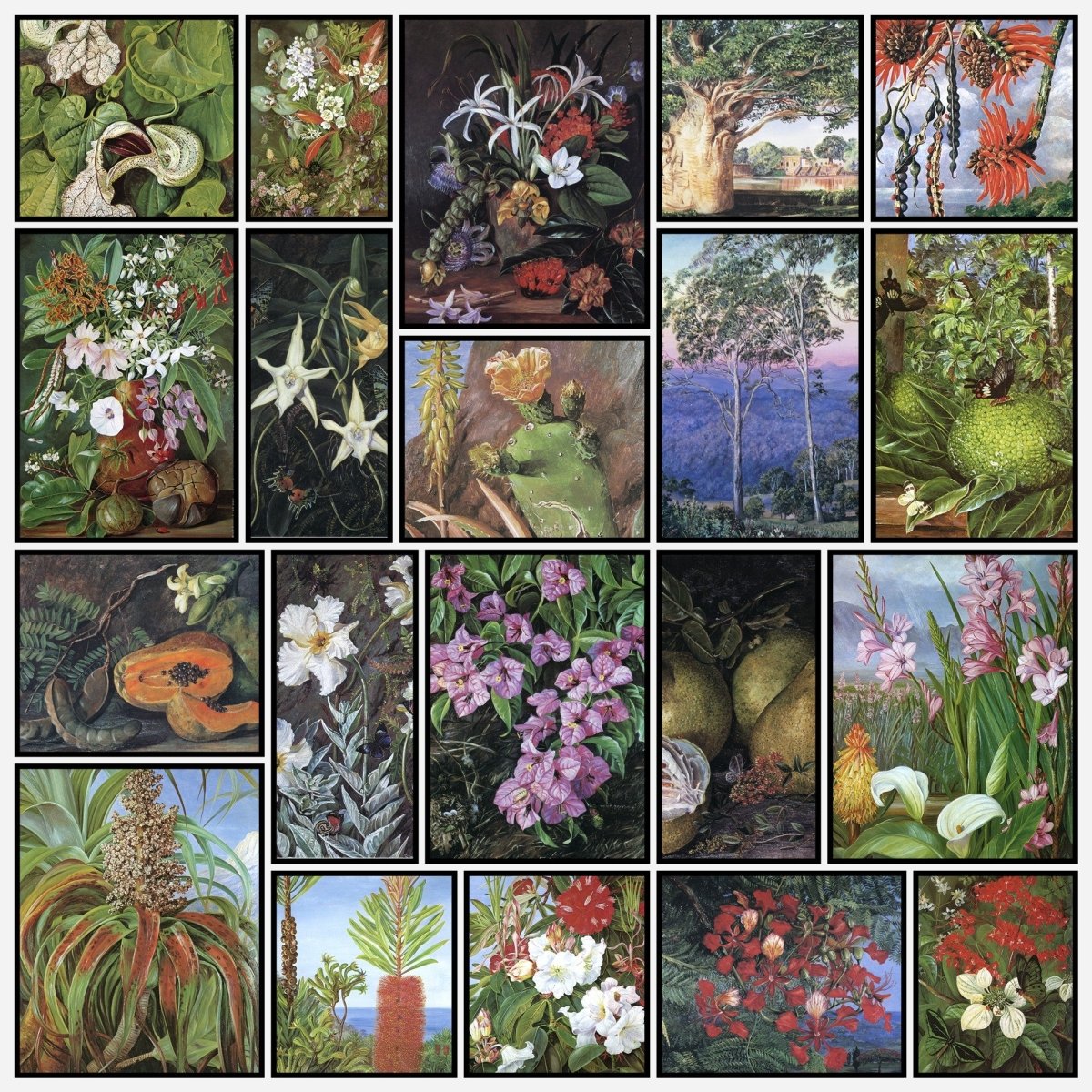Marianne North Botanical Artwork in the Public Domain | A snapshot of some of the images