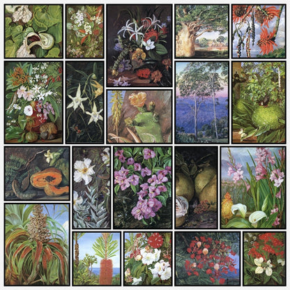 Marianne North Botanical Artwork in the Public Domain | A snapshot of some of the images