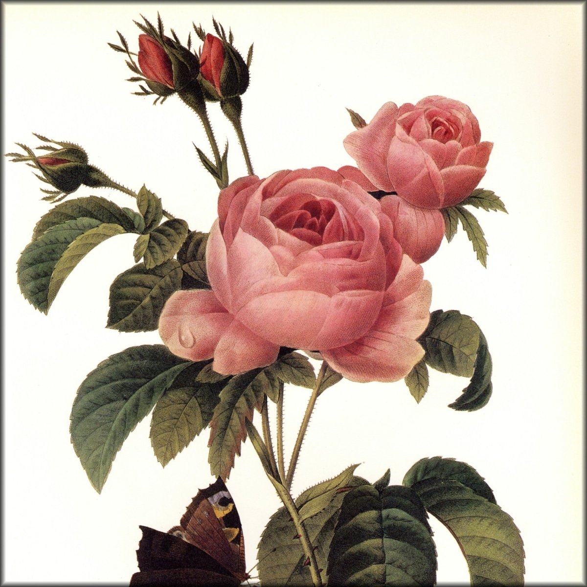 Pierre-Joseph Redouté (1759-1840) - Rosa x Centifolia 1827-33