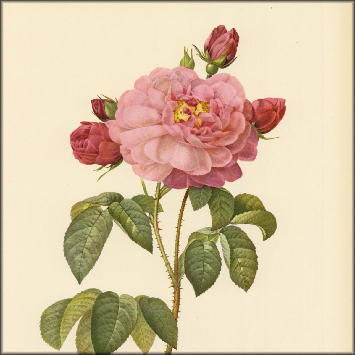 Les Roses 1821 - Pierre-Joseph Redouté - 24 images | Digital Download - 24 images