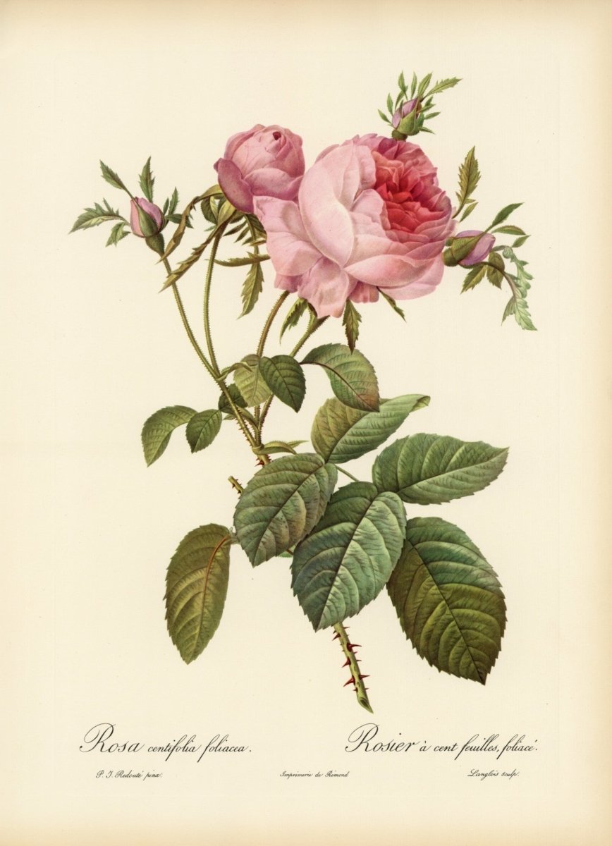Les Roses 1821 - Pierre-Joseph Redouté - 24 images | Dimensions 6876 x 9504 pixels