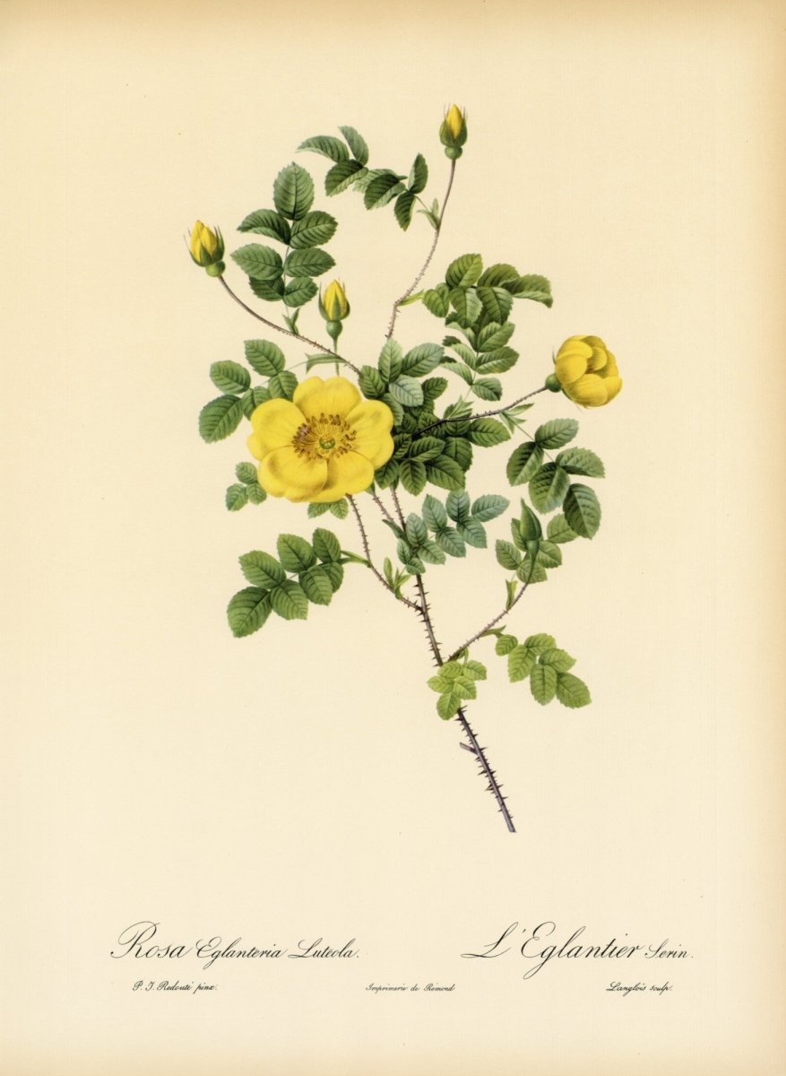 Les Roses 1821 - Pierre-Joseph Redouté - 24 images | Dimensions 6900 x 9444 pixels