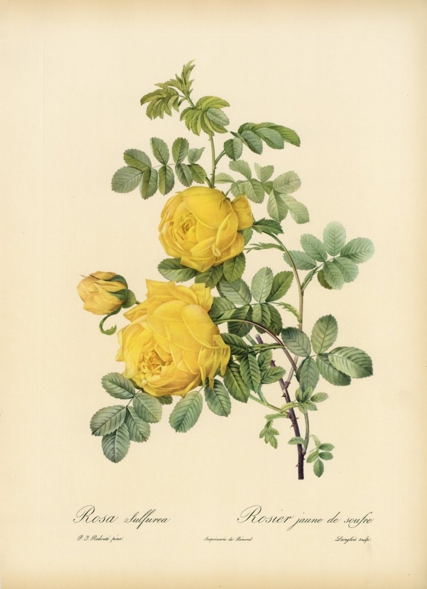 Les Roses 1821 - Pierre-Joseph Redouté - 24 images | Dimensions 6885 x 9495 pixels