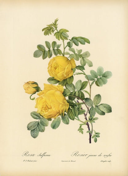 Les Roses 1821 - Pierre-Joseph Redouté - 24 images | Dimensions 6885 x 9495 pixels