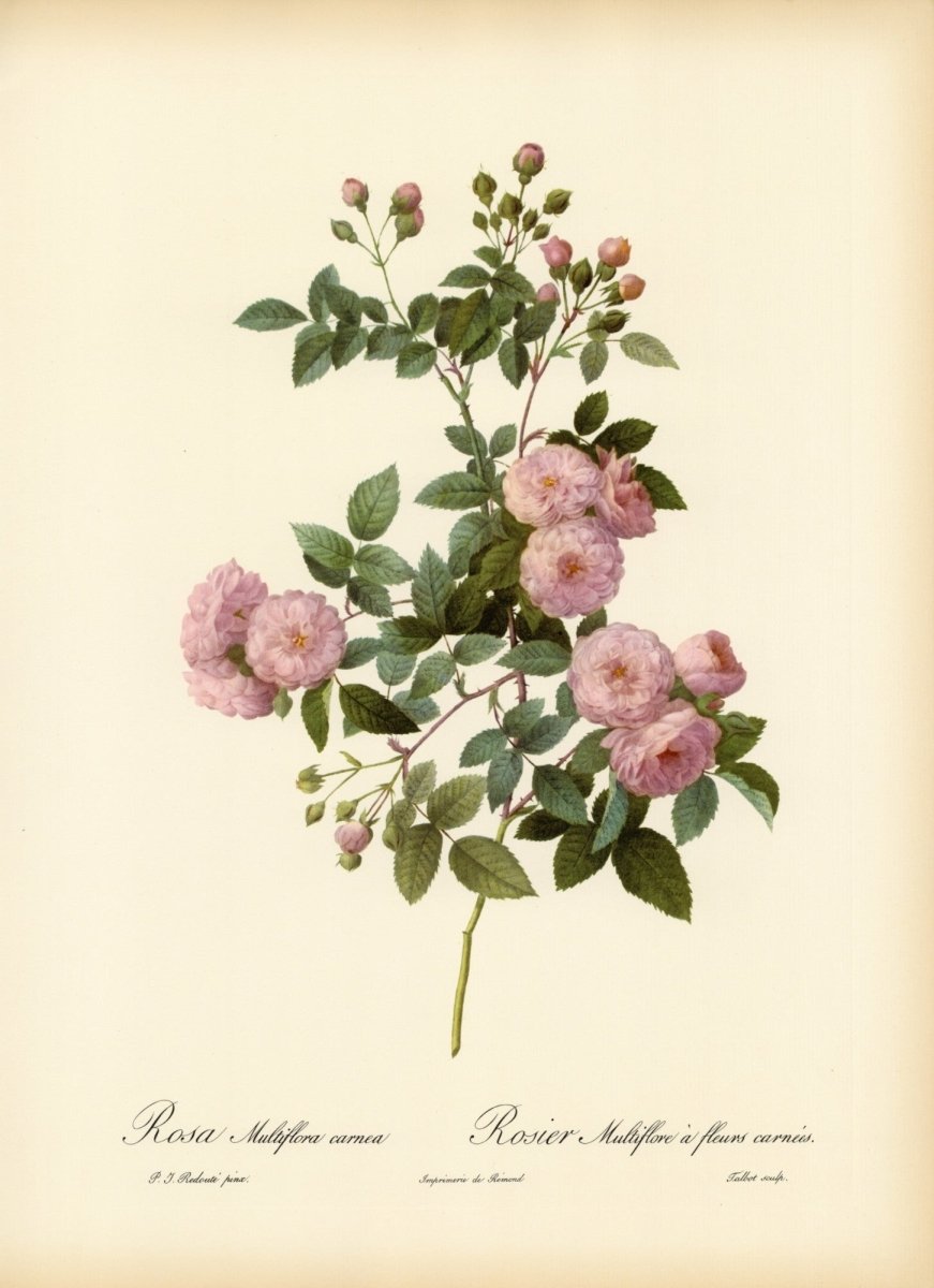 Les Roses 1821 - Pierre-Joseph Redouté - 24 images | Dimensions 6912 x 9520 pixels