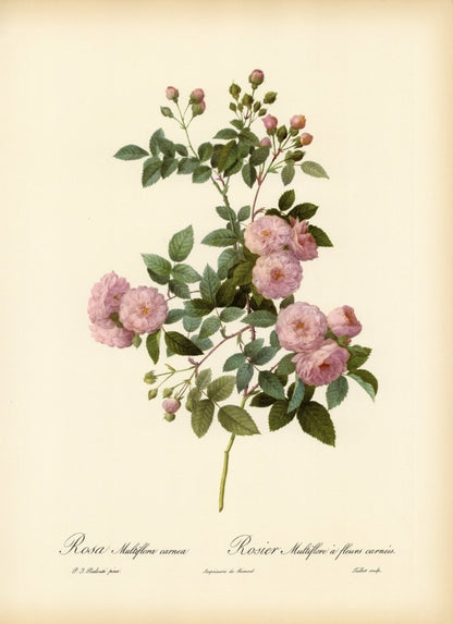 Les Roses 1821 - Pierre-Joseph Redouté - 24 images | Dimensions 6912 x 9520 pixels