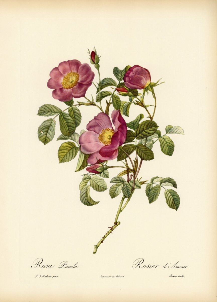 Les Roses 1821 - Pierre-Joseph Redouté - 24 images | Dimensions 6881 x 9541 pixels