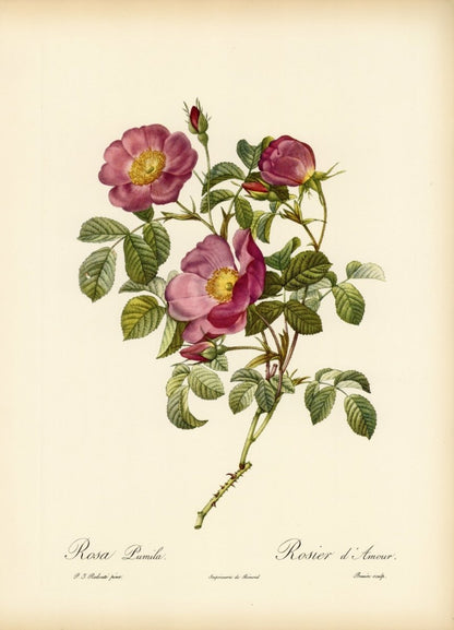 Les Roses 1821 - Pierre-Joseph Redouté - 24 images | Dimensions 6881 x 9541 pixels