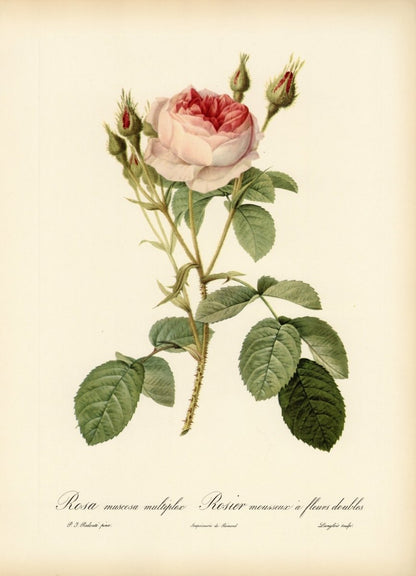 Les Roses 1821 - Pierre-Joseph Redouté - 24 images | Dimensions 6888 x 9540 pixels