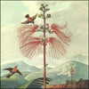 Temple of Flora, The 1807 - 30 images