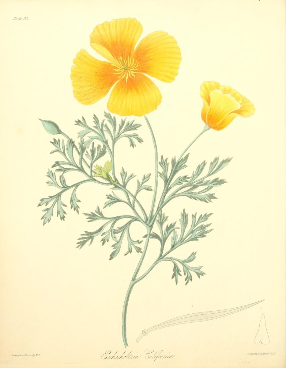 Floral Illustrations of the Seasons 1831 - Margaret Roscoe | Dimensions 2552 x 3281 pixels