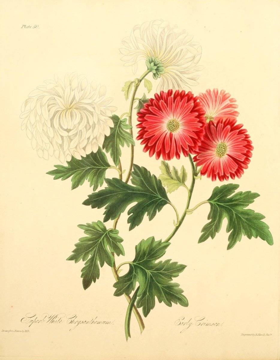 Floral Illustrations of the Seasons 1831 - Margaret Roscoe | Dimensions 2552 x 3281 pixels