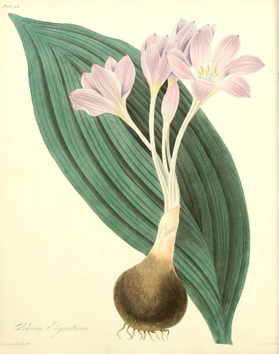 Floral Illustrations of the Seasons 1831 - Margaret Roscoe | Dimensions 2578 x 3276 pixels