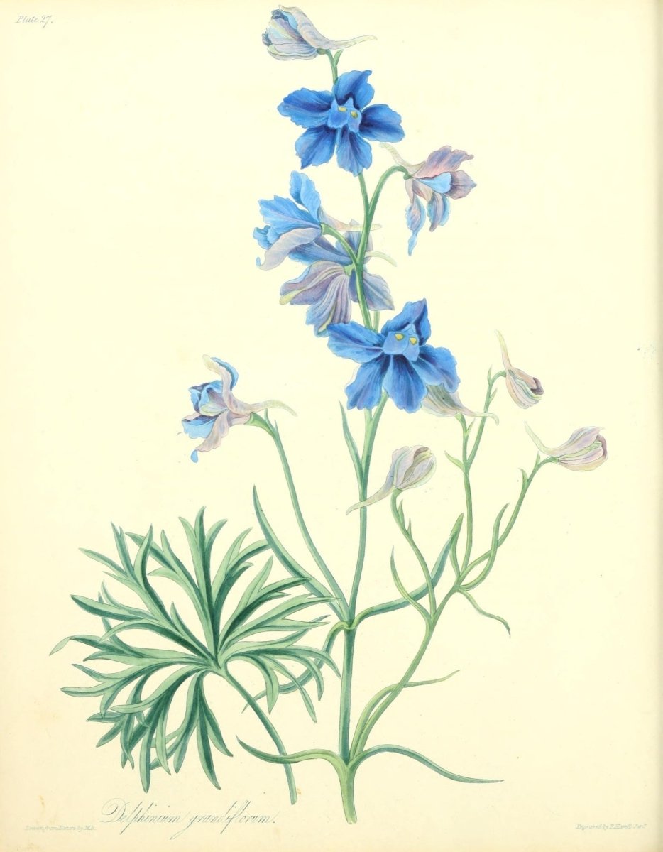 Floral Illustrations of the Seasons 1831 - Margaret Roscoe | Dimensions 2552 x 3281 pixels