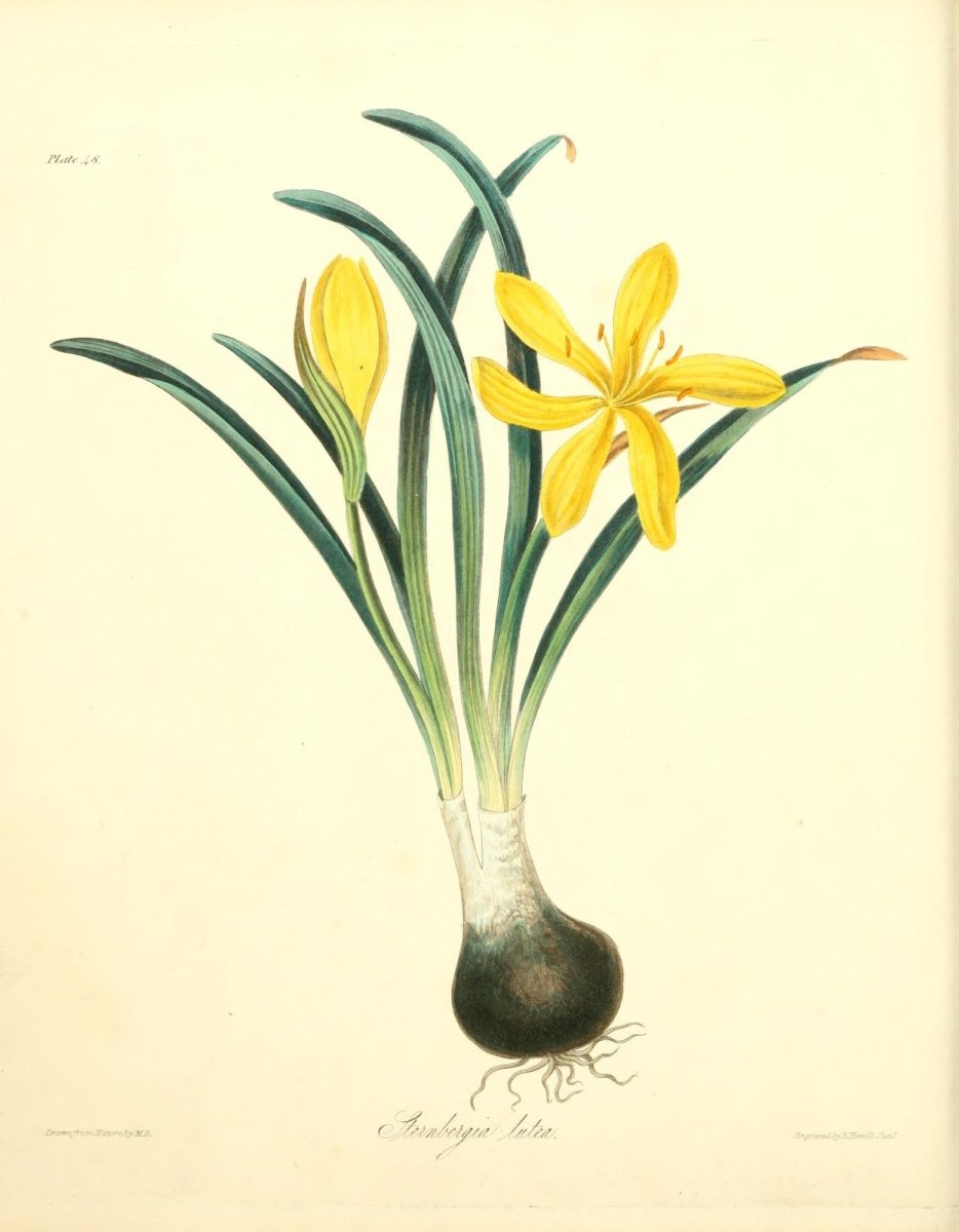 Floral Illustrations of the Seasons 1831 - Margaret Roscoe | Dimensions 2552 x 3281 pixels
