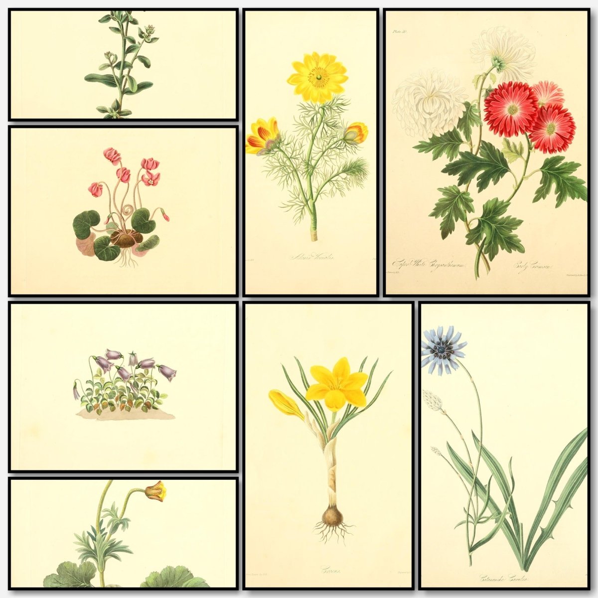 Floral Illustrations of the Seasons 1831 - Margaret Roscoe | A snapshot of some of the images