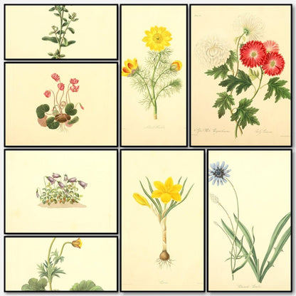 Floral Illustrations of the Seasons 1831 - Margaret Roscoe | A snapshot of some of the images