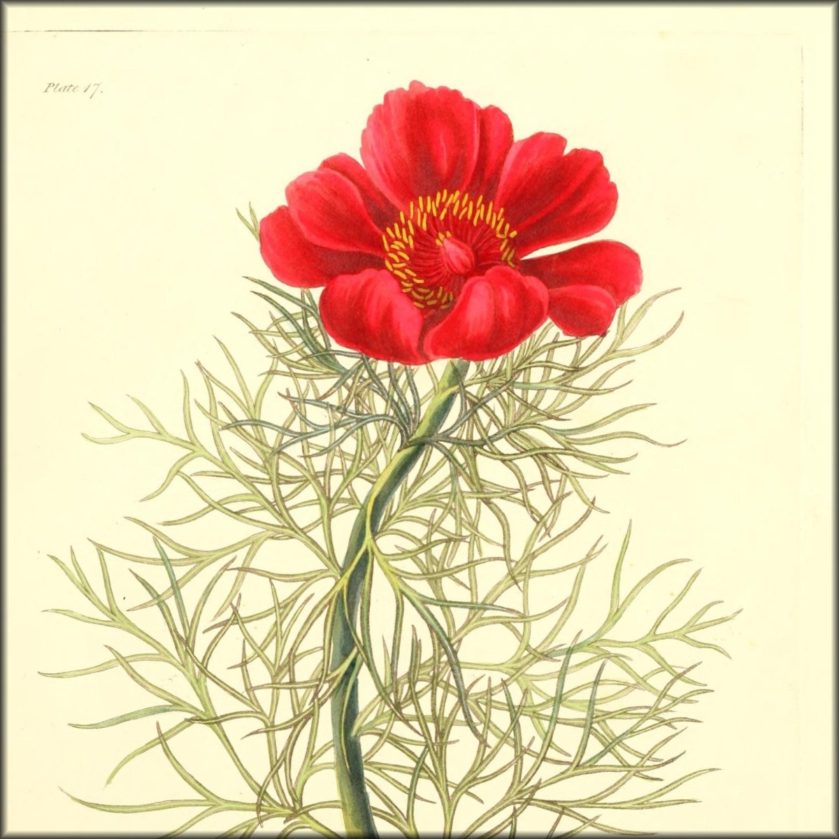 Floral Illustrations of the Seasons 1831 - Margaret Roscoe | Digital Download - 55 images