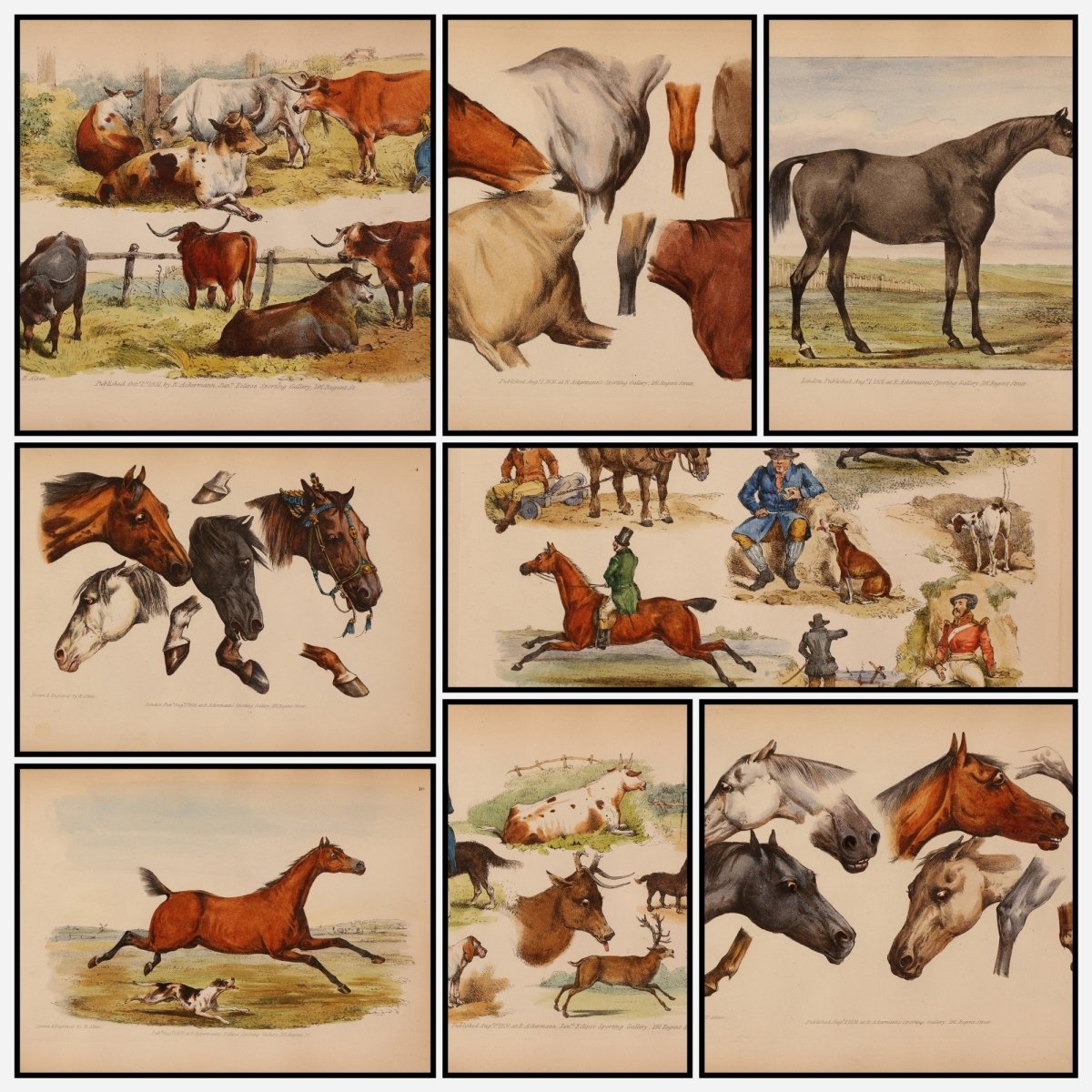 Studies of the Horse 1831 - Henry Alken - 25 images | A snapshot of some of the images