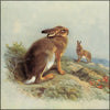 British Mammals  Vol.1&2 1920 - Archibald Thorburn (1860-1935) - 50 images