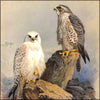 British Birds 1915 - Archibald Thorburn (1860-1935) - 82 images