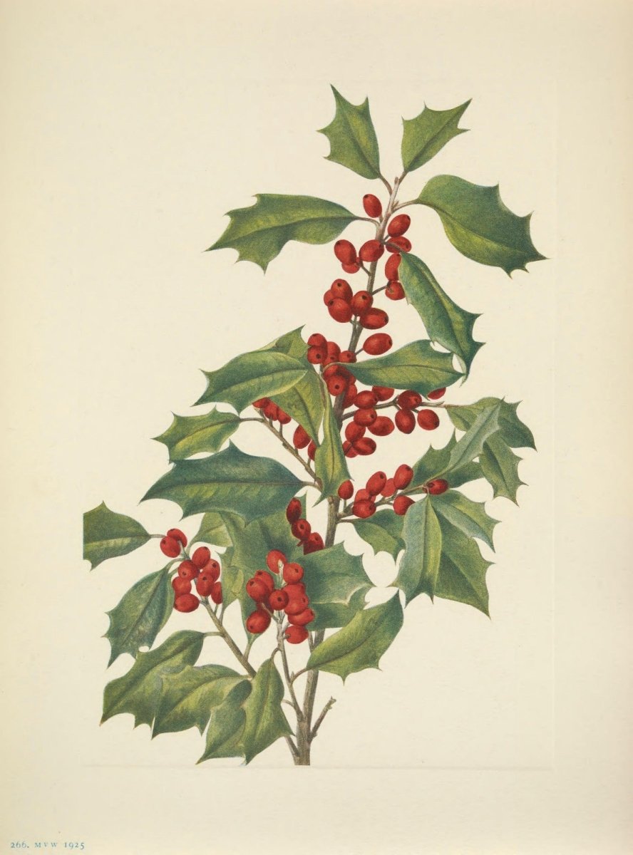 Mary Vaux Walcott Public Domain Images to Download | Dimensions 4997 x 6752 pixels