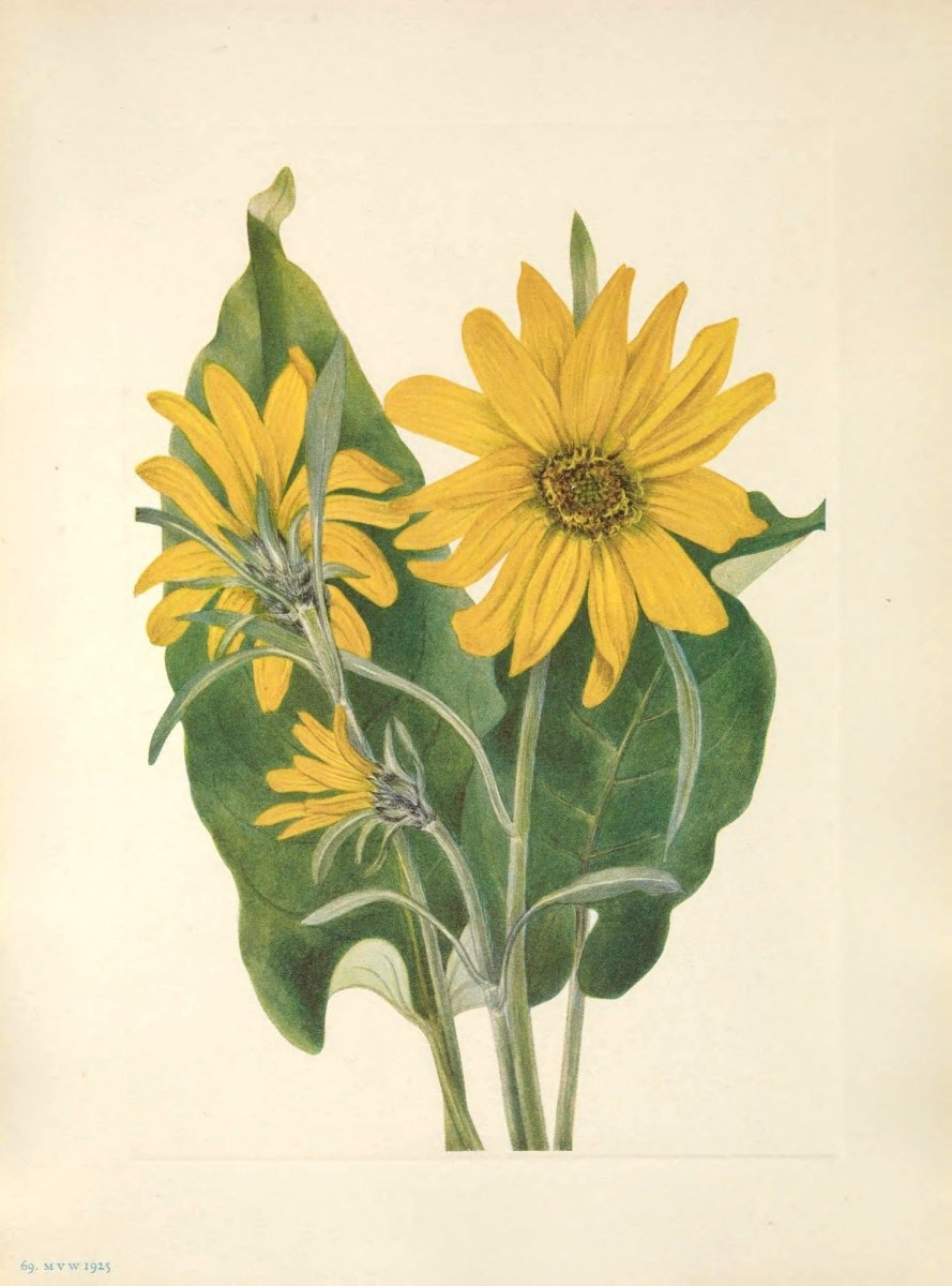 Mary Vaux Walcott Public Domain Images to Download | Dimensions 5024 x 6779 pixels