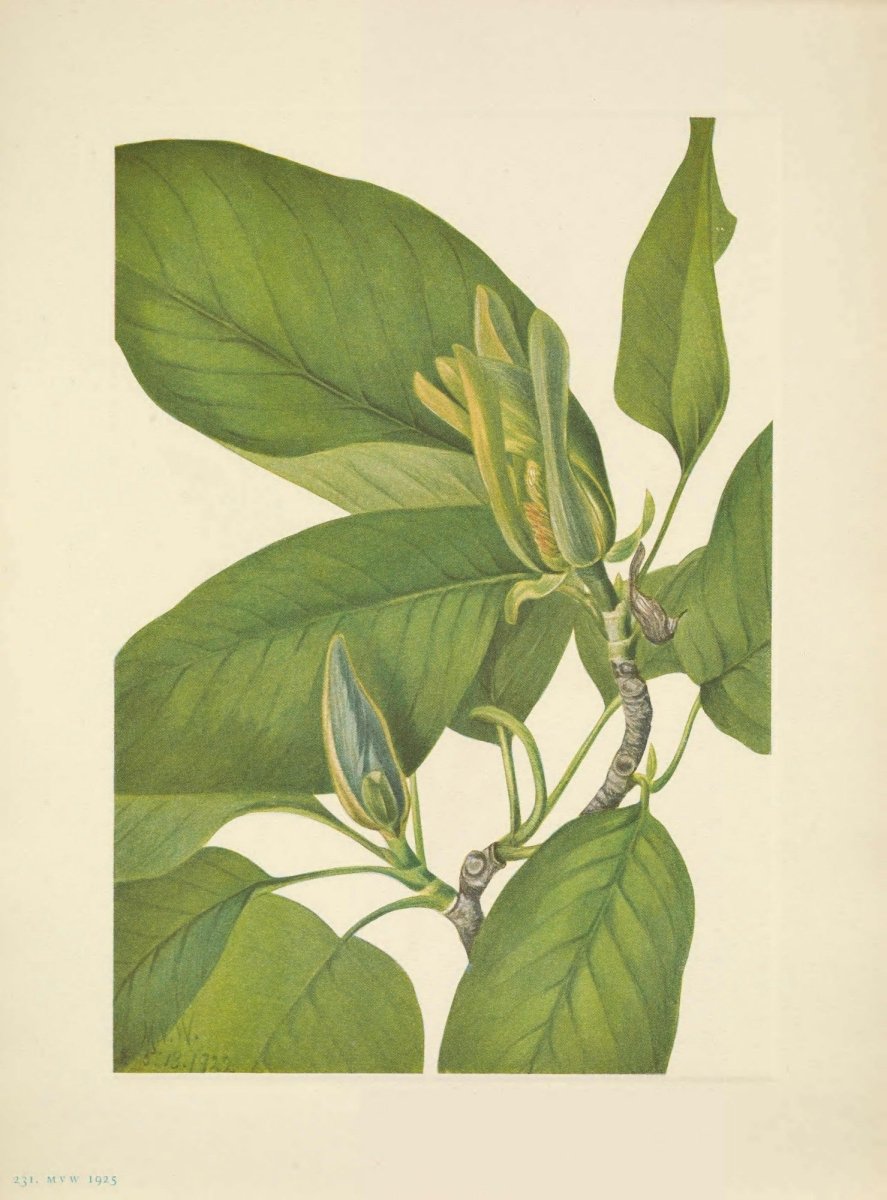 Mary Vaux Walcott Public Domain Images to Download | Dimensions 4990 x 6750 pixels