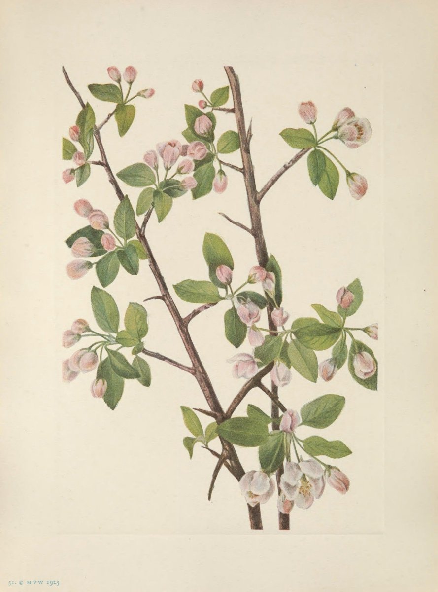 Mary Vaux Walcott Public Domain Images to Download | Dimensions 5024 x 6779 pixels