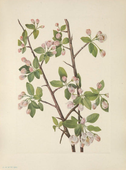 Mary Vaux Walcott Public Domain Images to Download | Dimensions 5024 x 6779 pixels