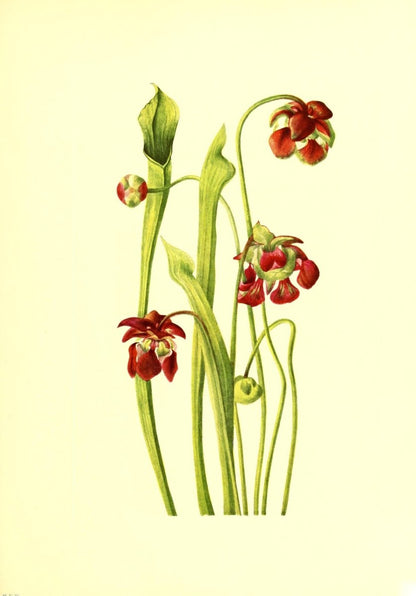 Mary Vaux Walcott Public Domain Images to Download | Dimensions 3262 x 4671 pixels