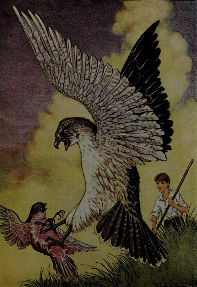 The Swiss family Robinson, 1916 - Milo Winter - 14 images | Dimensions 1500 x 2180 pixels