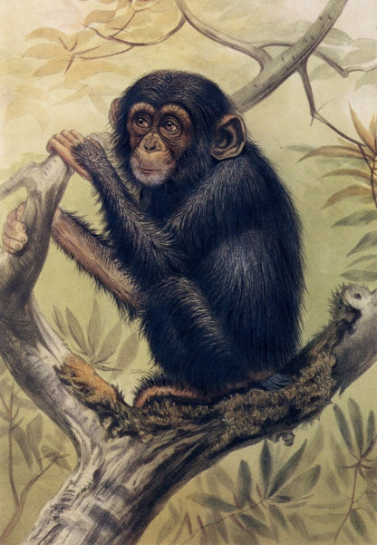 Joseph Wolf (1820-1899) - Chimpanzee 1861 | Dimensions 5040 x 7290 pixels