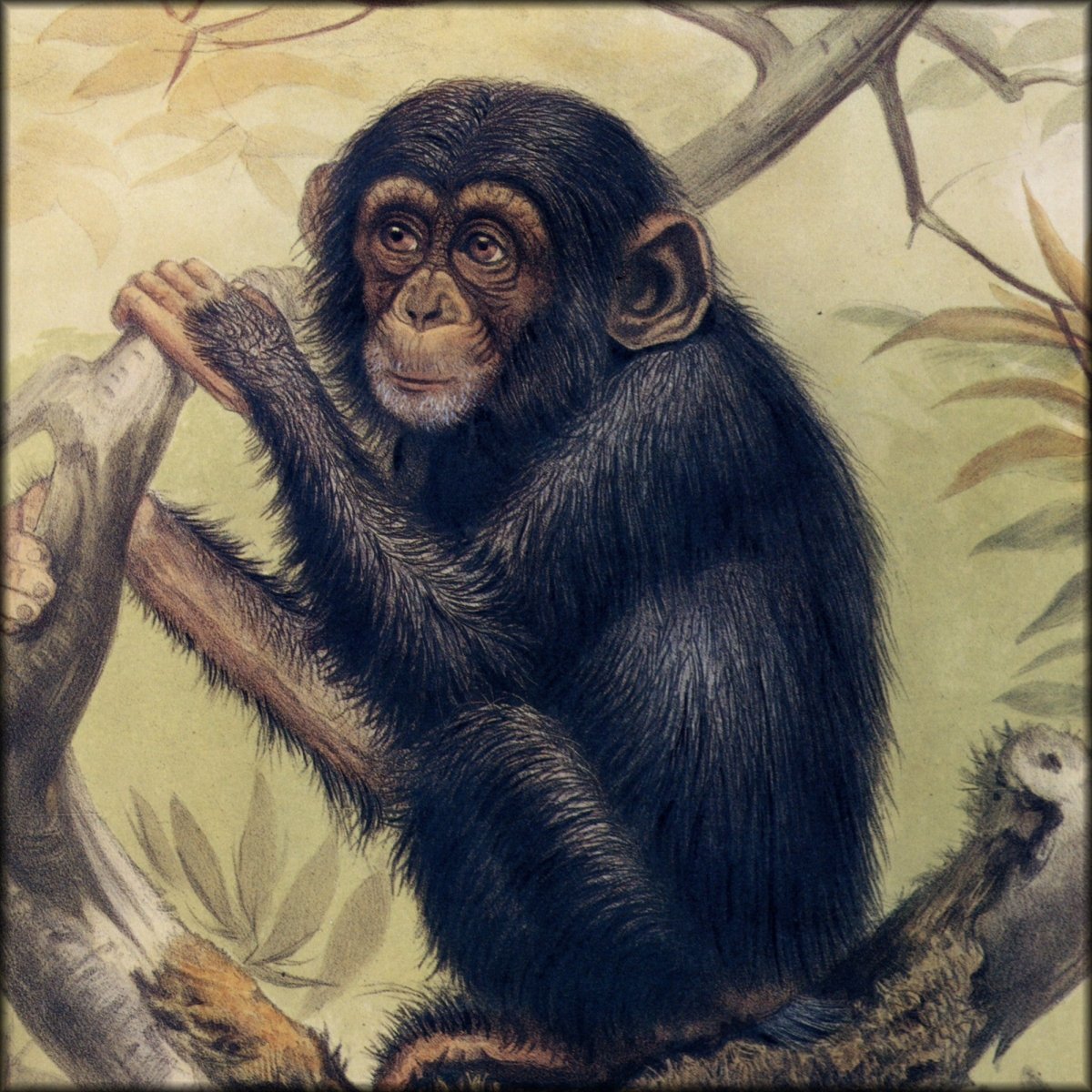 Joseph Wolf (1820-1899) - Chimpanzee 1861 | Digital Download - 1 image